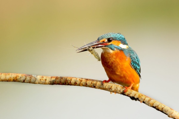 Birds and the Climate Crisis – as the Earth warms, birds are going through some changes