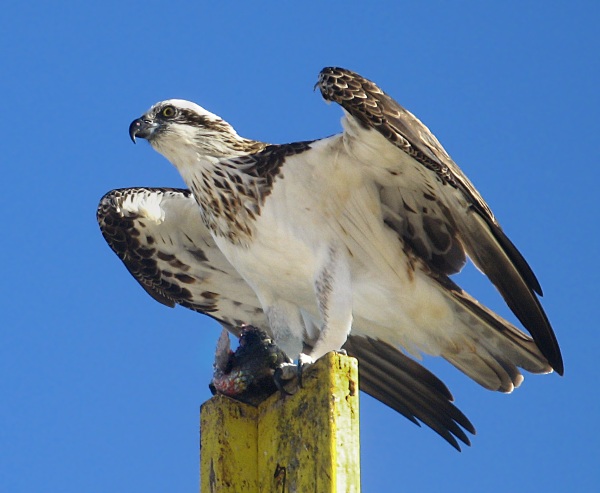 Return of the Ospreys – the reduction of pesticides brings this bird back from the brink