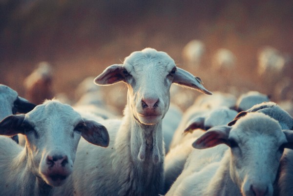 Goat 2 Meeting – bring the farm to your next video call