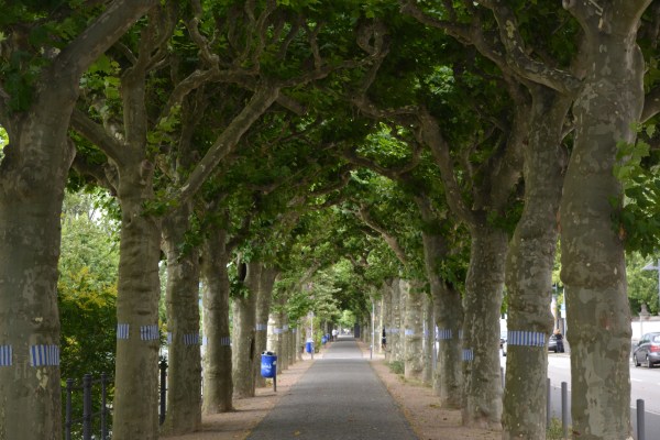 Urban Areas Can’t Get Enough Trees – for new trees planted, others are removed